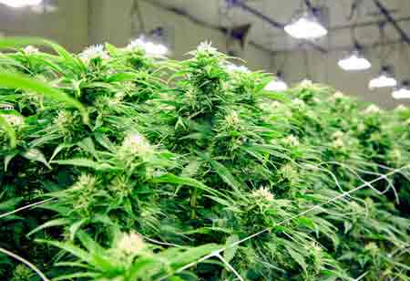 Driving Quality and Efficiency Through Cannabis Extraction